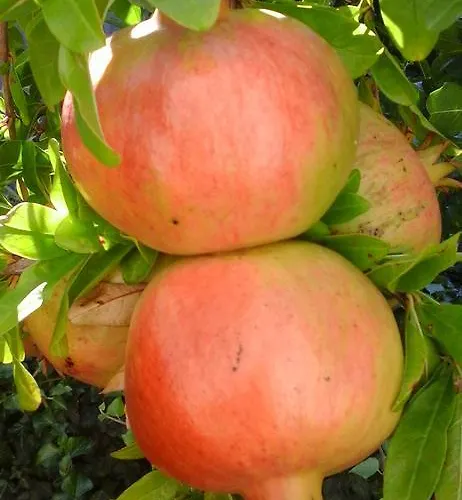 Apartamento Benjamin *