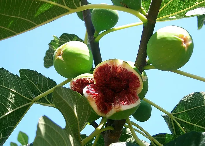 Benjamin Apartamento